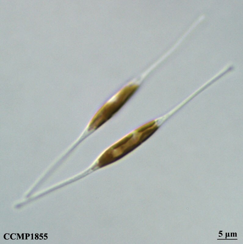 CCMP1855 | NCMA at Bigelow Laboratory